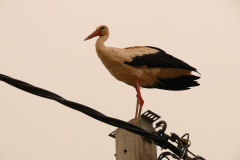 P1150034