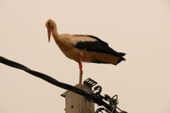 P1150035