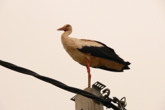 P1150036