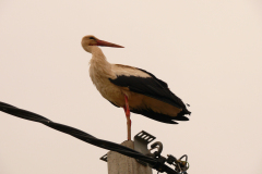 P1150038