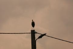P1150122