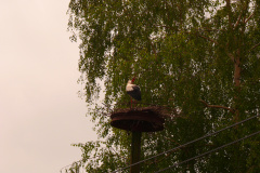 P1150125