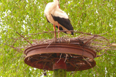 P1150136